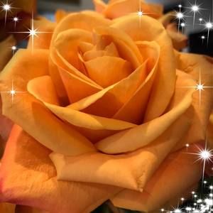 Meet your Posher, Isabel